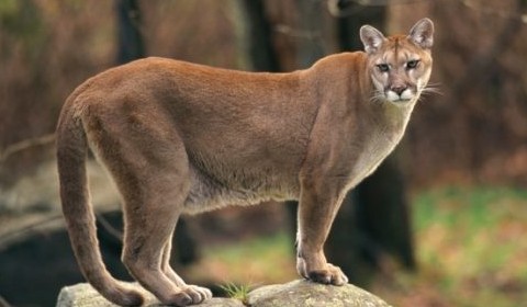 Cougar